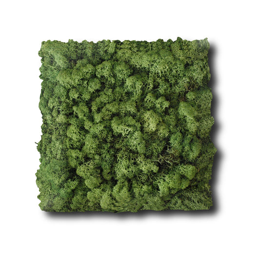 Economy Preserved Stabilized Moss Panel 20x20 Inch