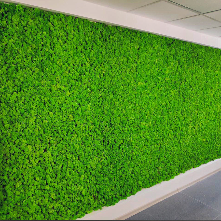 Preserved Moss Wall Panel 40x20 Inches