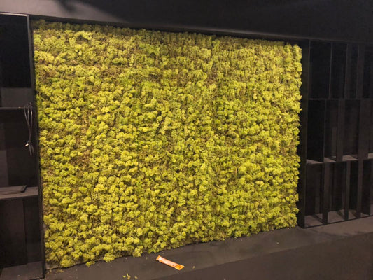 Economy Preserved Stabilized Moss Panel 20x20 Inch